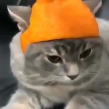 Cat helmet 😂😂😂😍