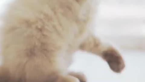 Funny Cat 🐈🐈😺 videos