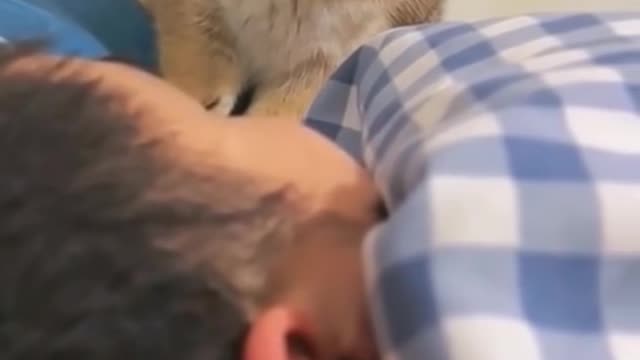 cat funny videos 😸😹 funny moments | comedy videos