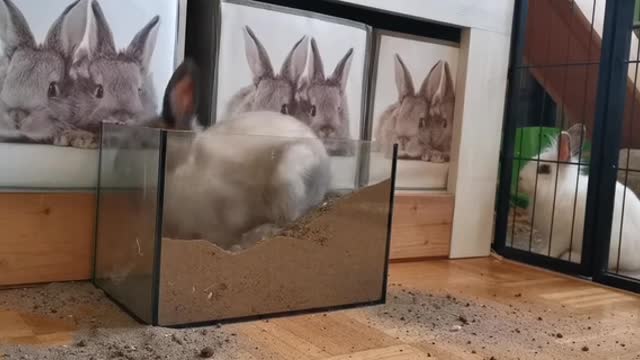 What does this rabbit want to do?