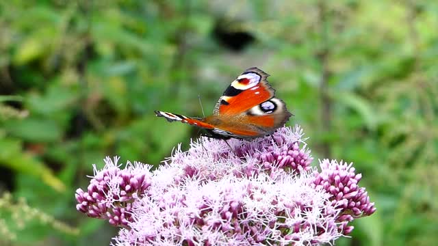 watch a beautiful red butterfly extract juice from flowers