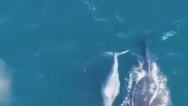 Albino blue whale baby