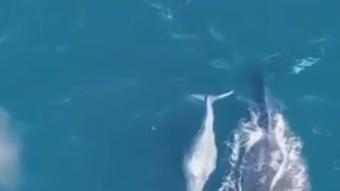 Albino blue whale baby