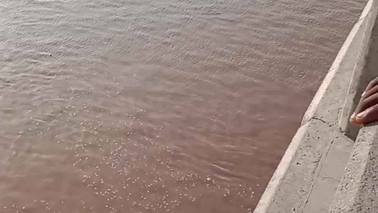 Flood