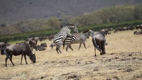 Zebra making love and pets and animals video