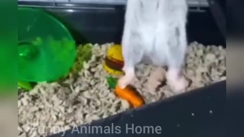 Funny Animals Video , Try To Not Laugh 🤣🤫