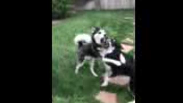 Huskies playing