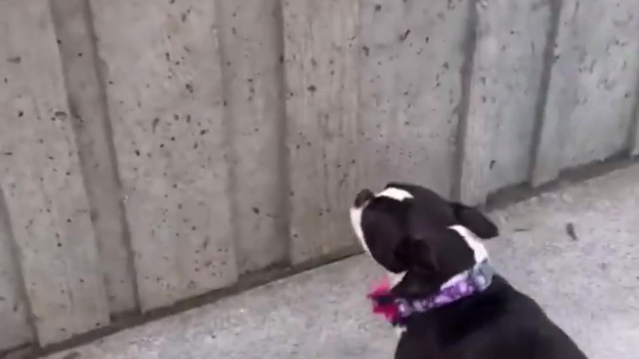 Cute Dog Video :)