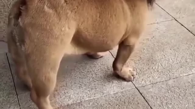 😅 Best Funy Dog is lion 2021 2022 Comedy