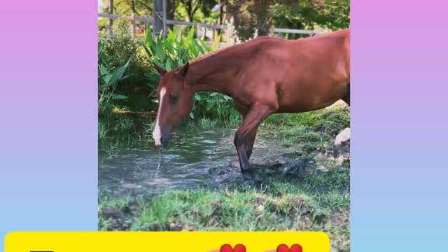 Horse drinking water