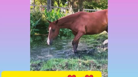 Horse drinking water