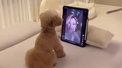 Pranking puppy funny tiktok best video