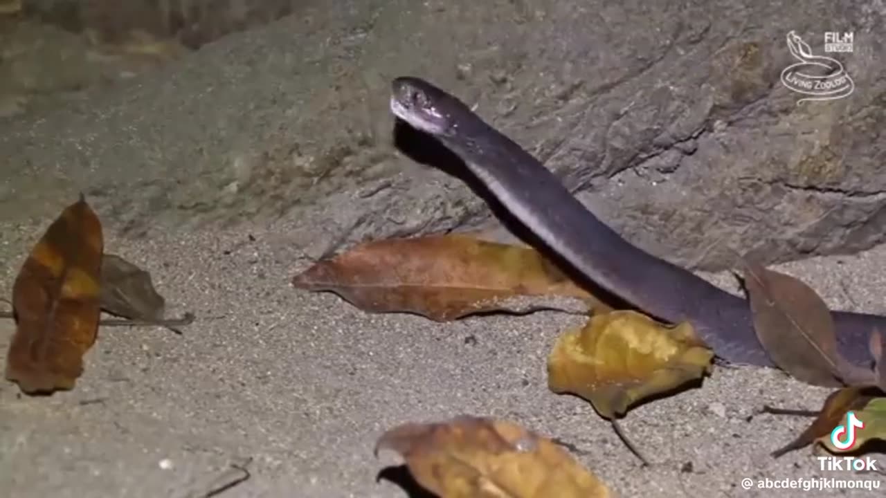 Snake 🐍 Eat a Egg🥚...... 😱😳 Amazing View..