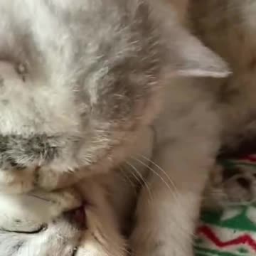 The kitten is asking for help.