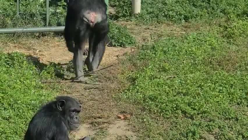 The baby monkey follows the mother monkey