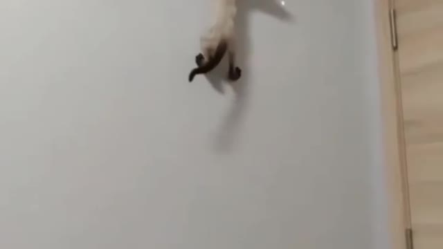 this is how spider cat looks like.😂😂