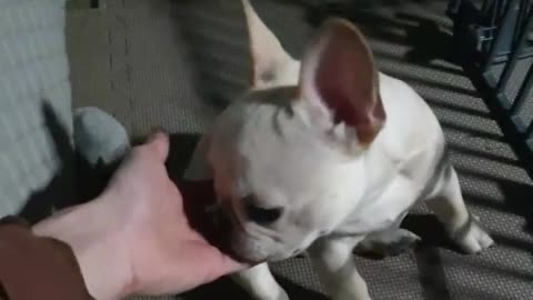 Baby French bulldog, cute puppy.