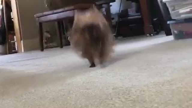 Small brown dog runs to camera while woman plays piano