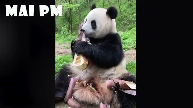 Funny Animals cat2