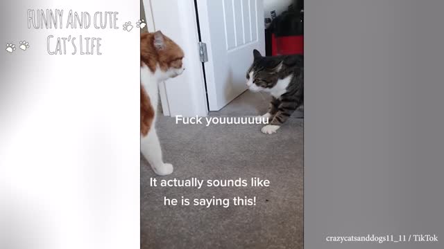 Irate Felines