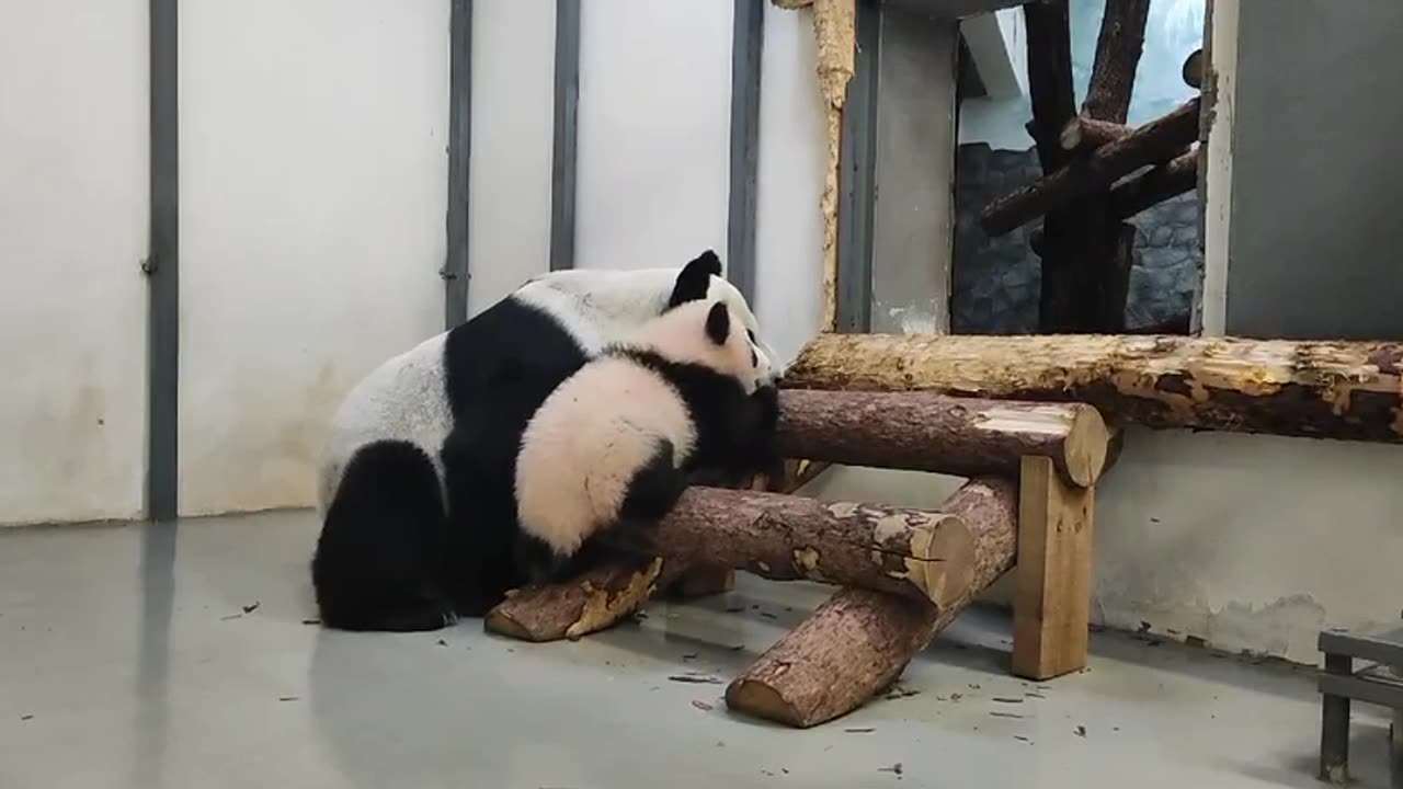 Baby Panda learning to climb