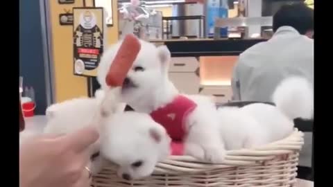 FUNNY ANIMALS COMPILATION #1