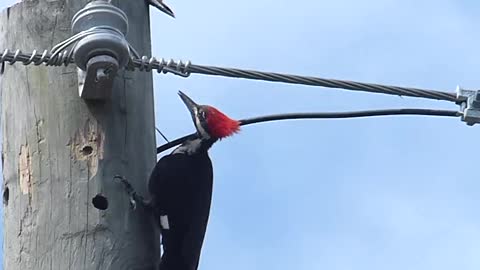 Patience Has Its Limits