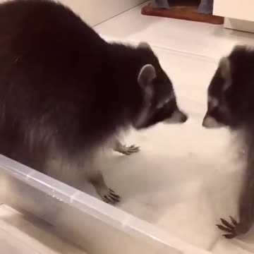 Video about a raccoon with cotton candy