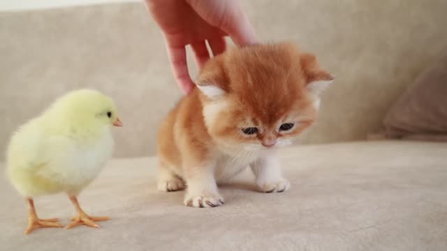 Kitten walk with a tiny chicken