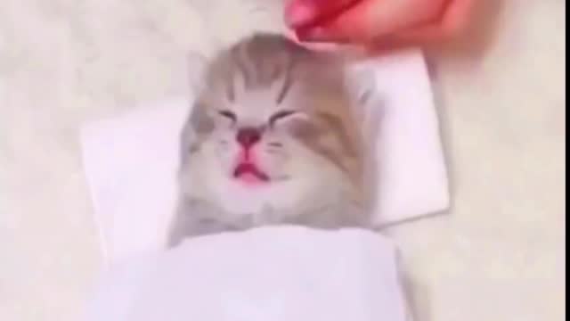 cute baby cat video - funny animal video