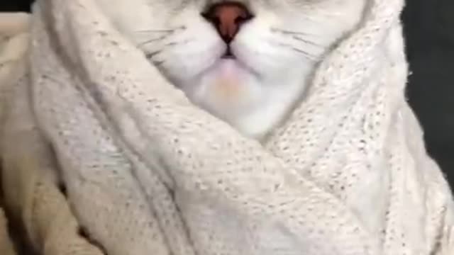 Cute cats, funny-1