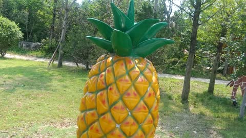 it's a giant pineapple