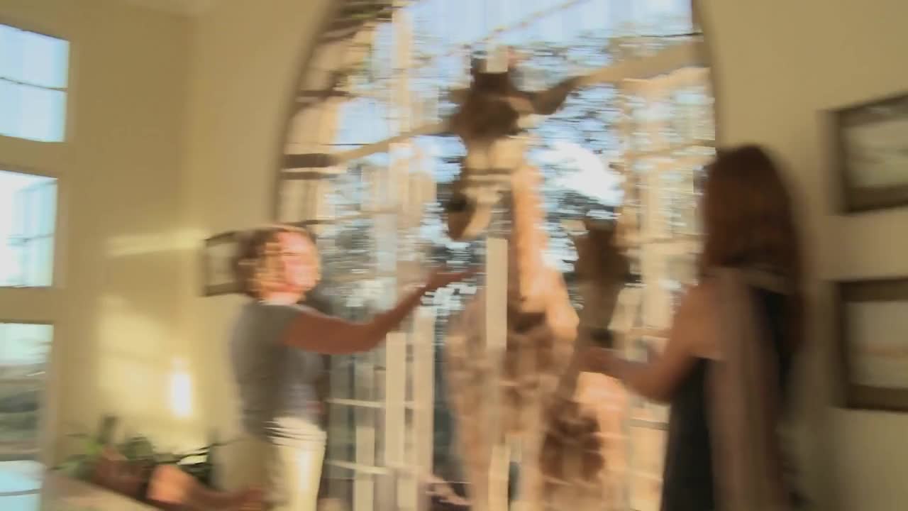 Giraffes stick their heads into the windows of an old mansion in Africa