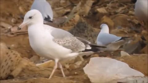 Beautiful bird nice video