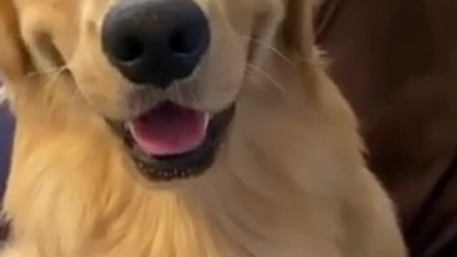 Golden retriever cute expression and funny video 2021