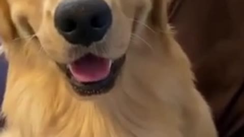 Golden retriever cute expression and funny video 2021