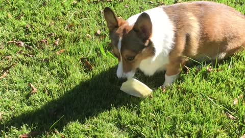 The regal corgi enjoys his treat