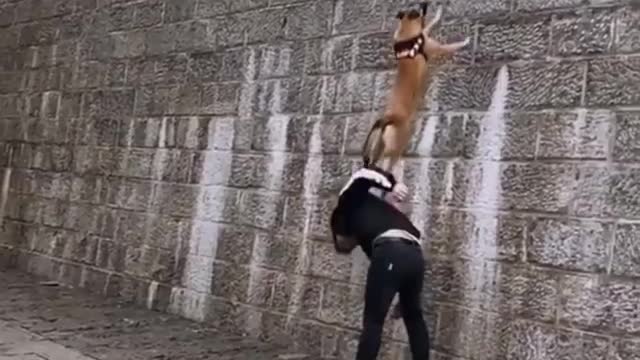 Dog climbing wall with help of his master