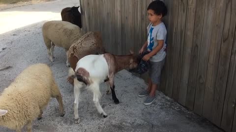 A small child feeds sheep and goats