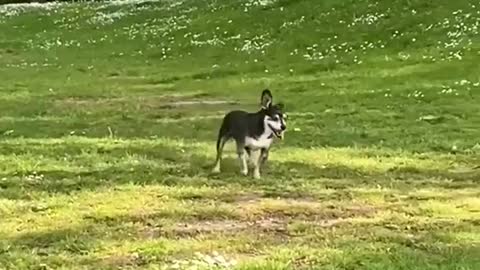 Funny dog walk