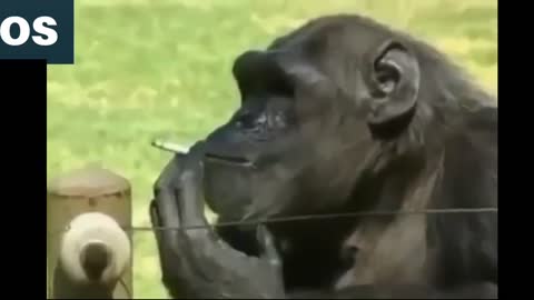 Monkey at the zoo smoking cigarettes