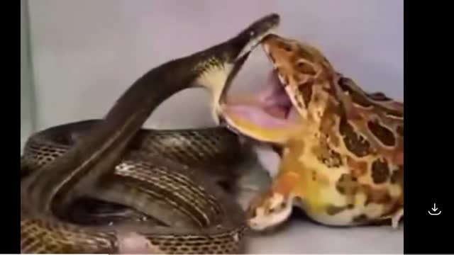 frog vs snake