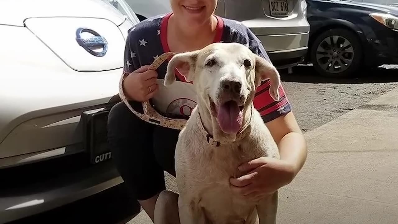 Dog Who Spent 7 Years In The Shelter Is SO Happy To Have A Family | The Dodo Faith = Restored