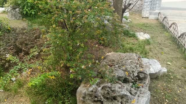 tree full of fruit