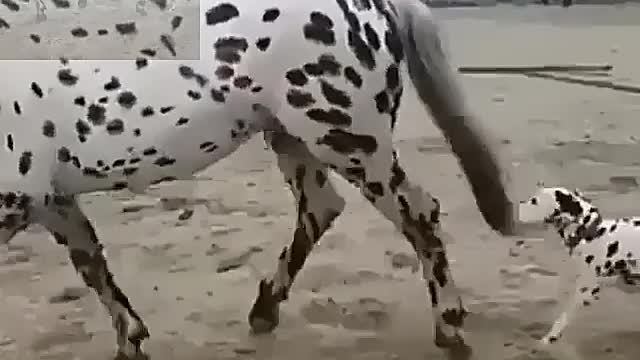 Spotted horse and spotted dog are so funny together