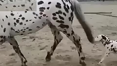 Spotted horse and spotted dog are so funny together