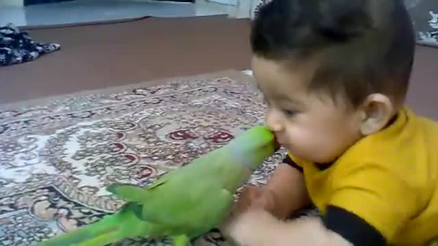 Funny Parrots and baby Talking