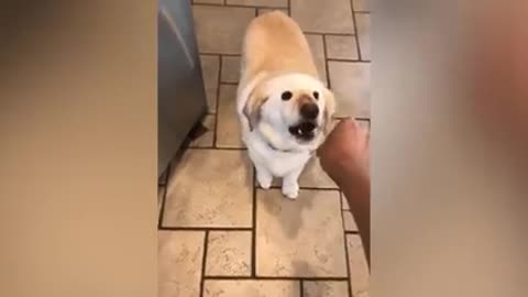 Dog making fun ,