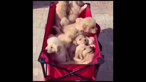 SUPER CUTE HUGGABLE GOLDEN RETRIEVER PUPPIES