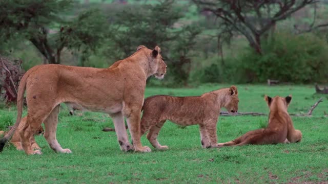 Very scary predatory tiger video of the king of the jungle